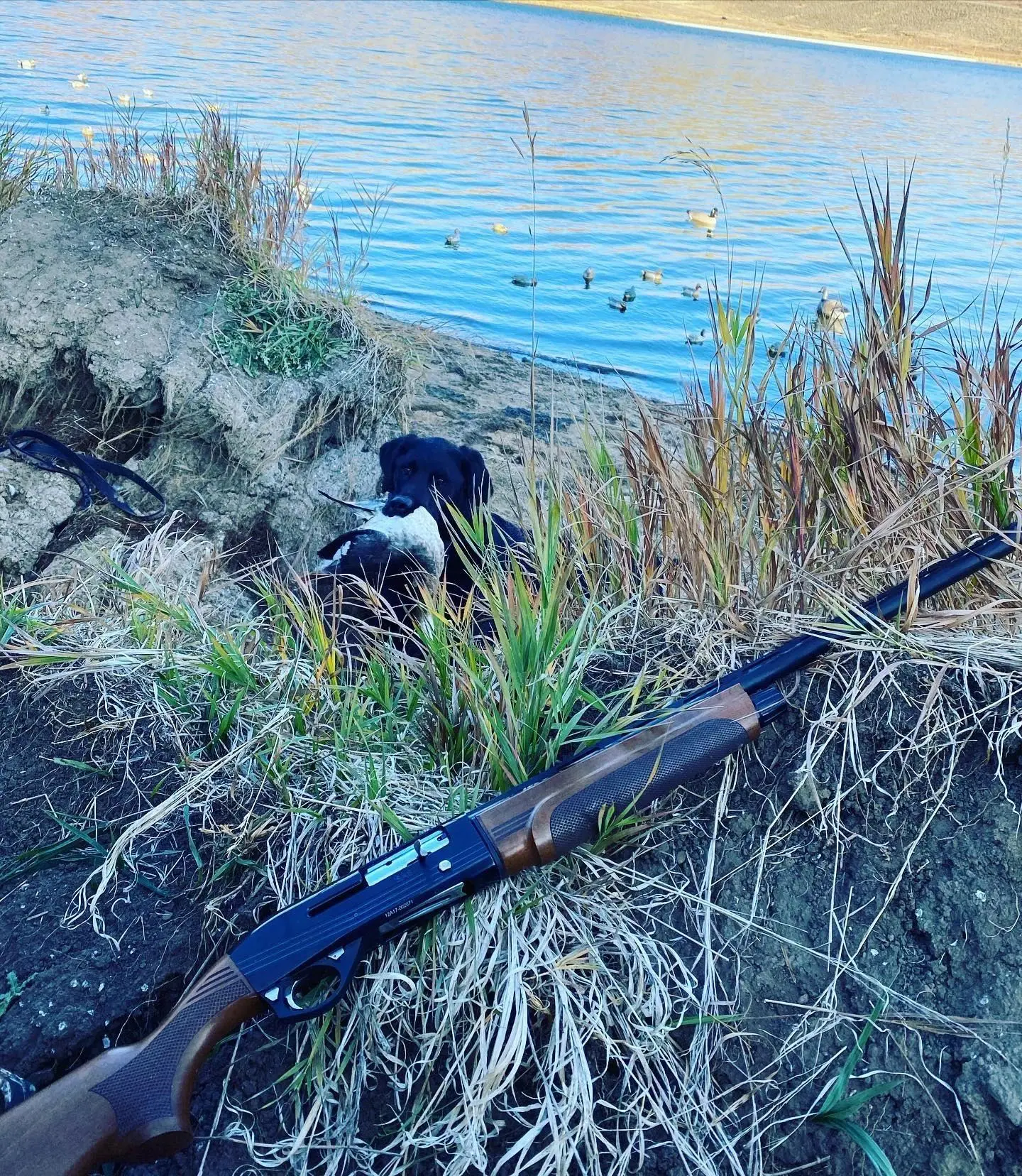 A dog is standing next to a rifle.