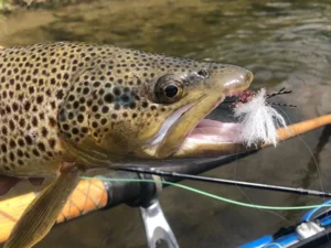 A brown trout is hooked up to some fishing gear.