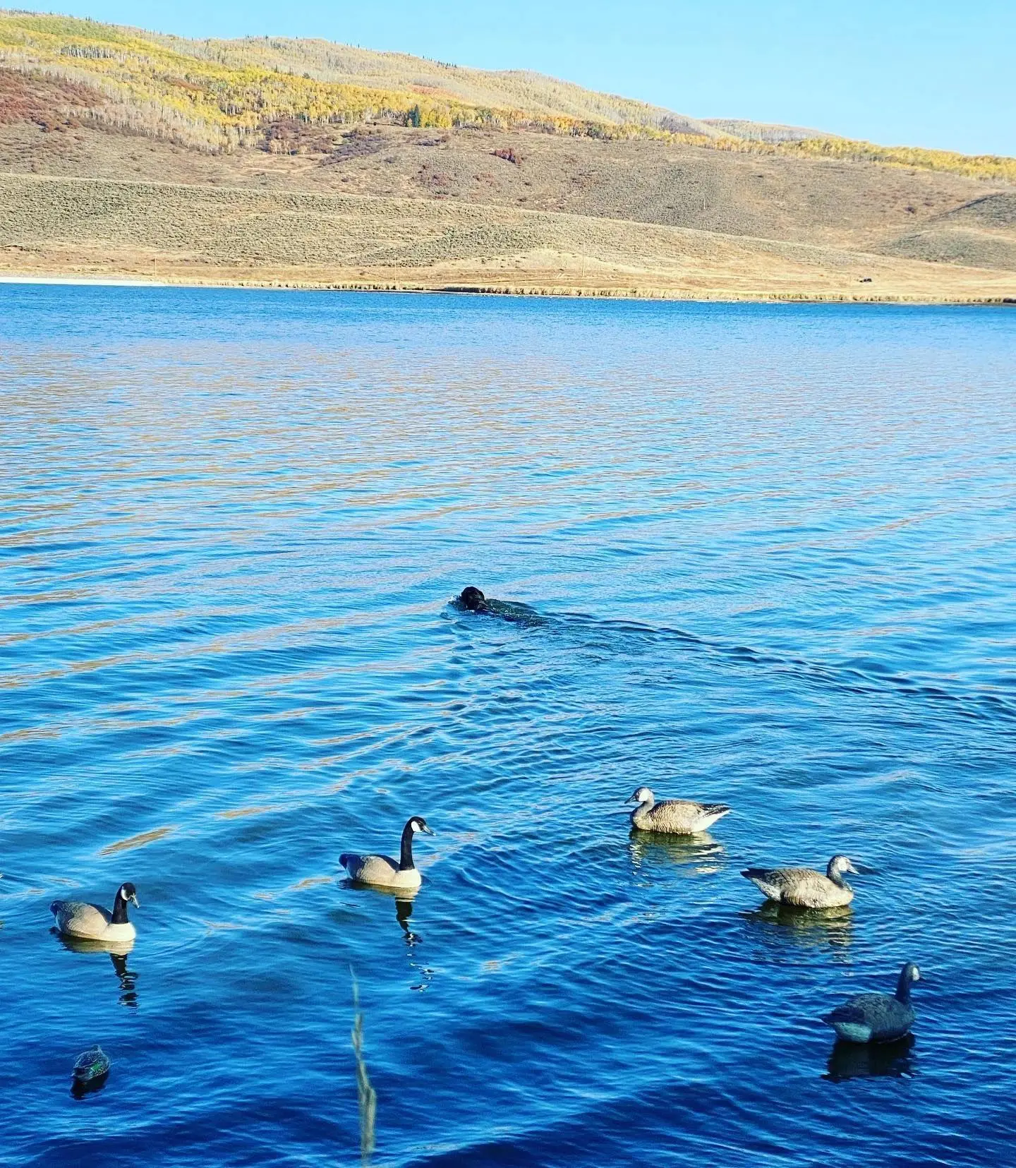 A group of ducks swimming in the water.