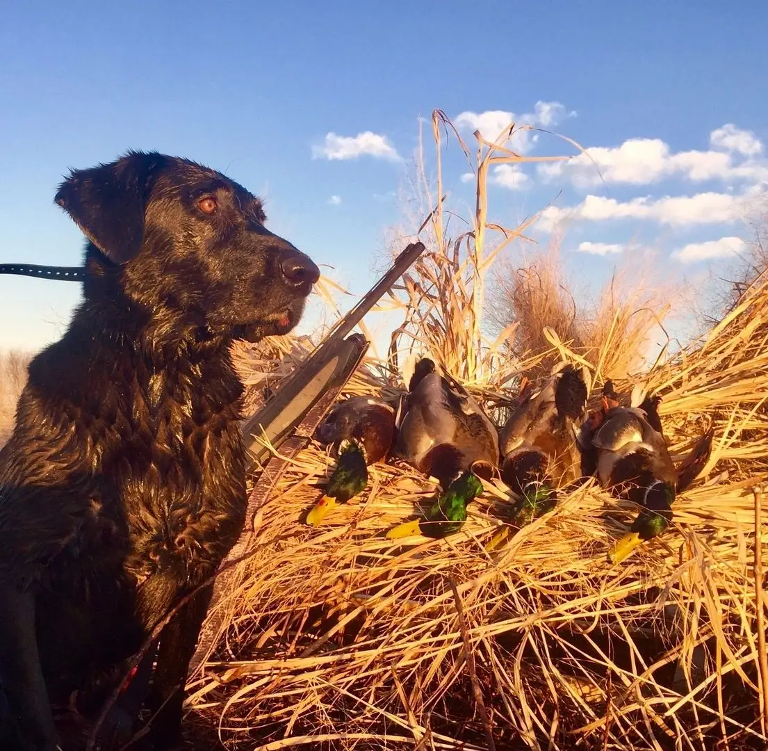 A dog standing in the grass with ducks.