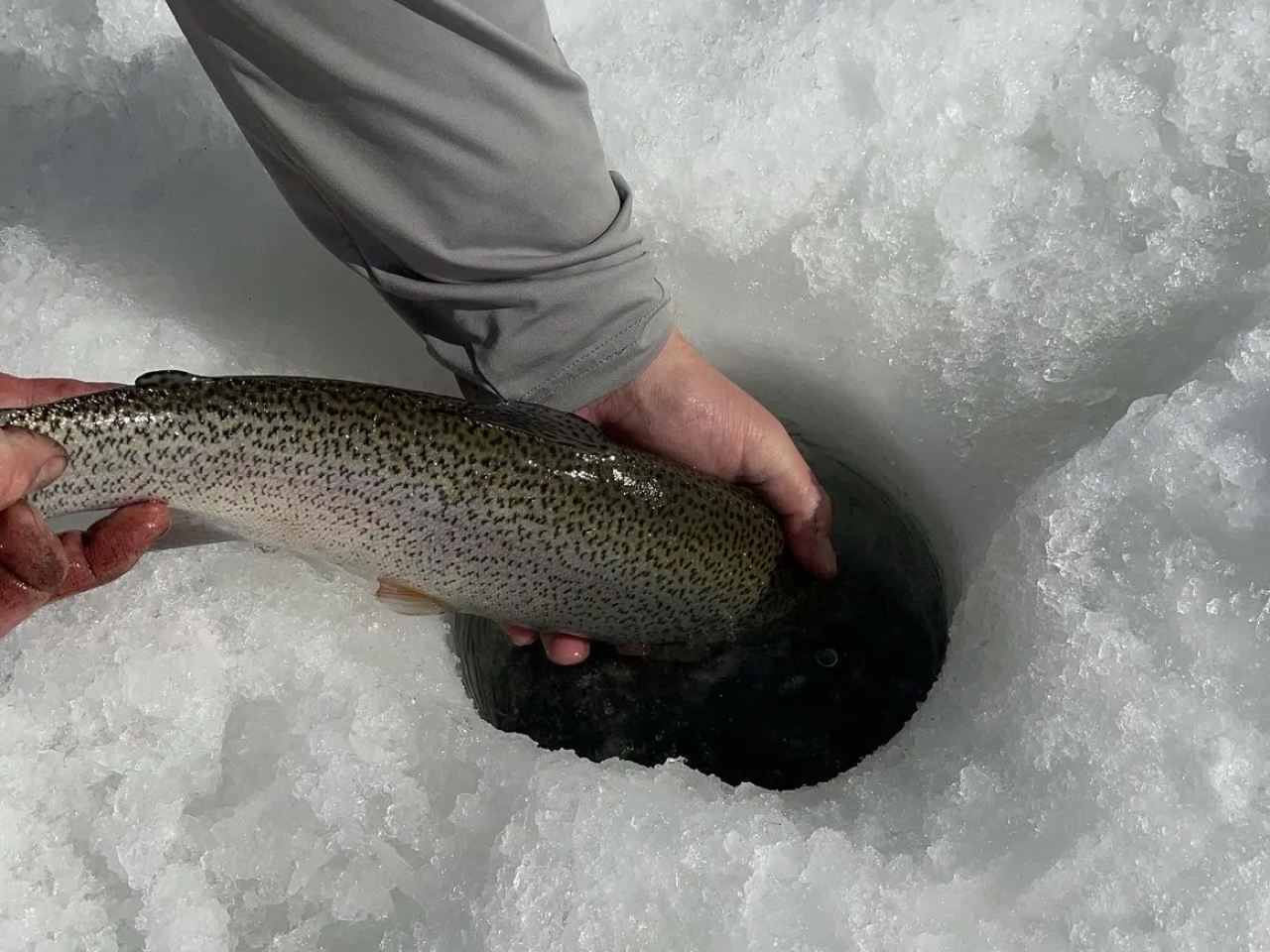 A person holding onto a fish in the snow.