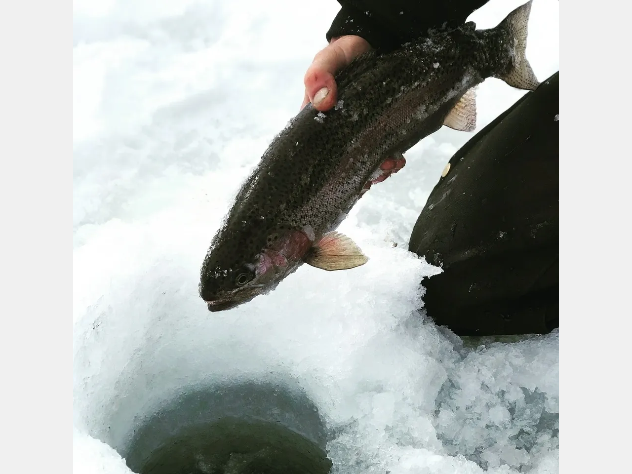 A person holding onto a fish in the snow