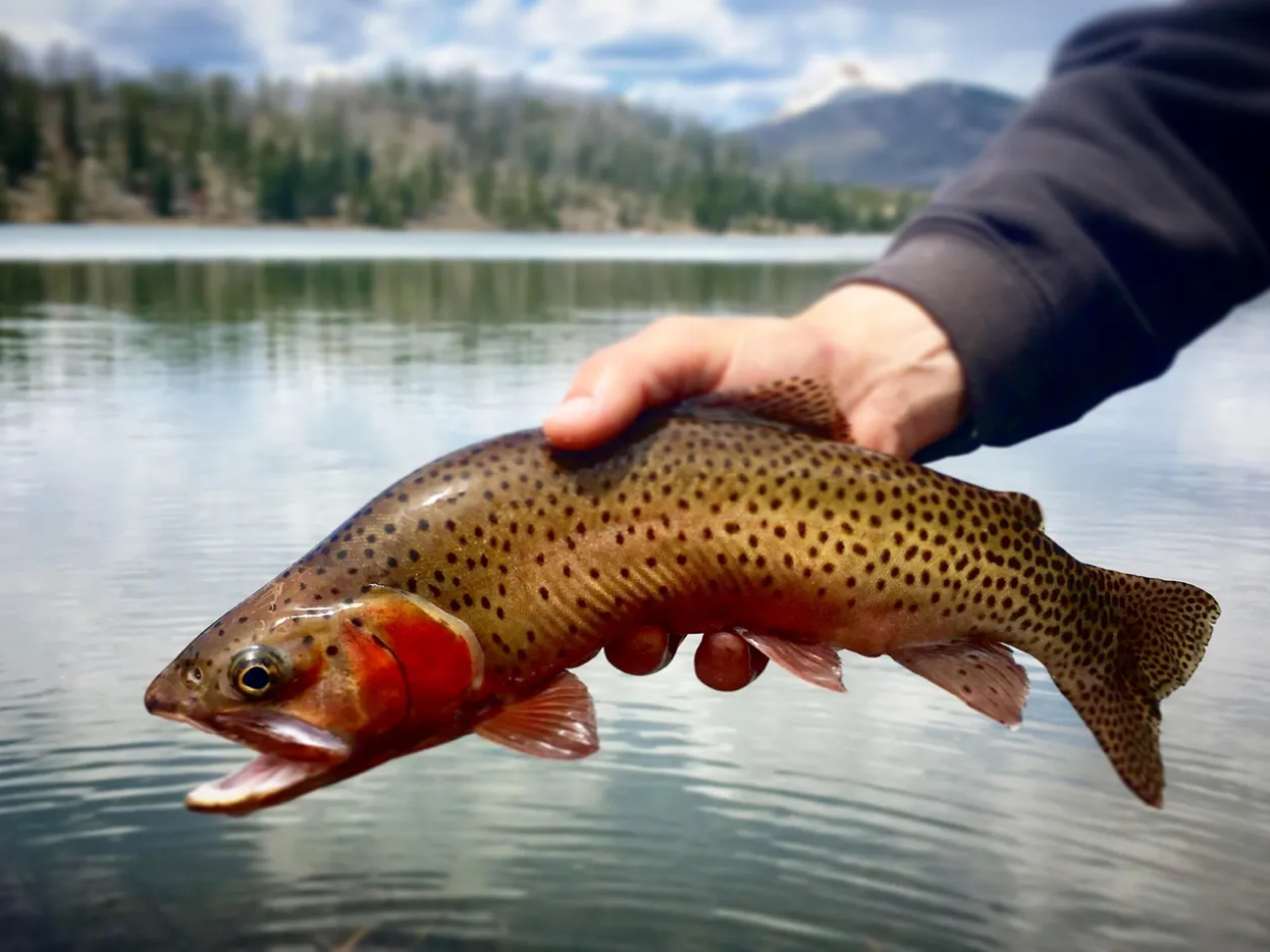 A person holding a fish in their hand.