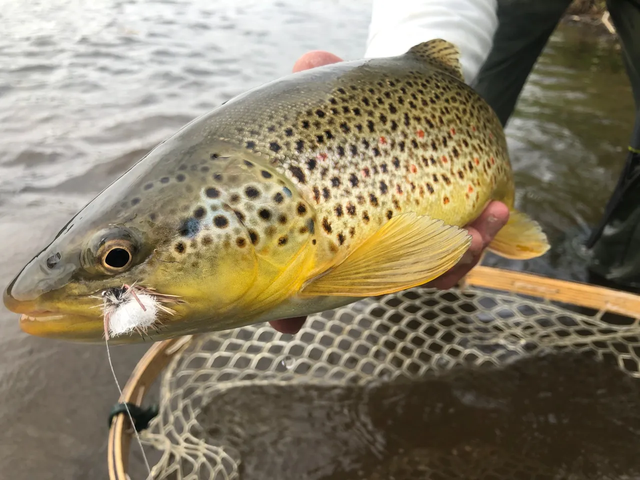 A brown and yellow fish is in the water