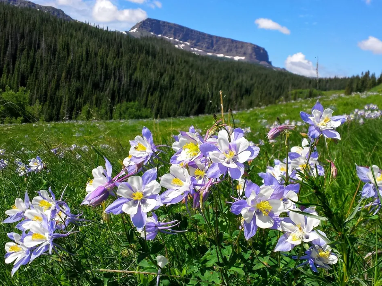 A field of flowers with mountains in the background.