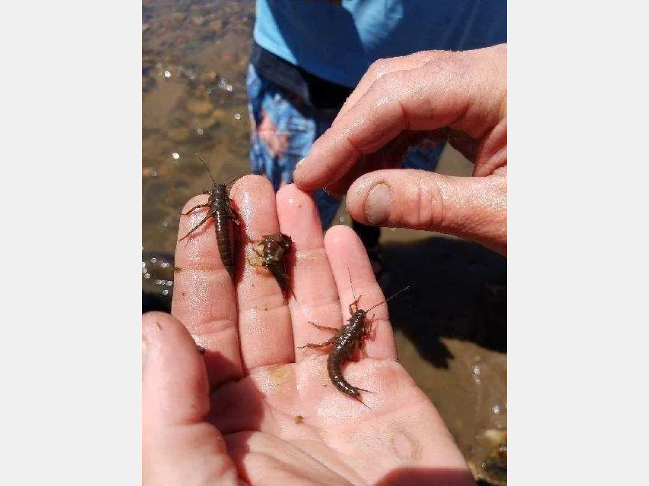 A person holding two small crawdads in their hands.