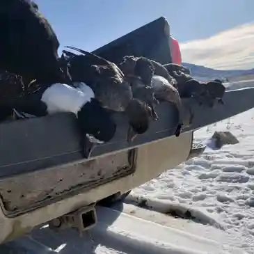 A plane with many birds on it in the snow.