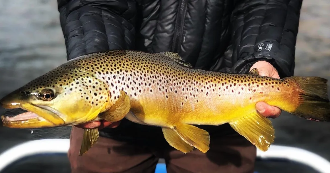 A brown and yellow fish is sitting on top of a leather chair.