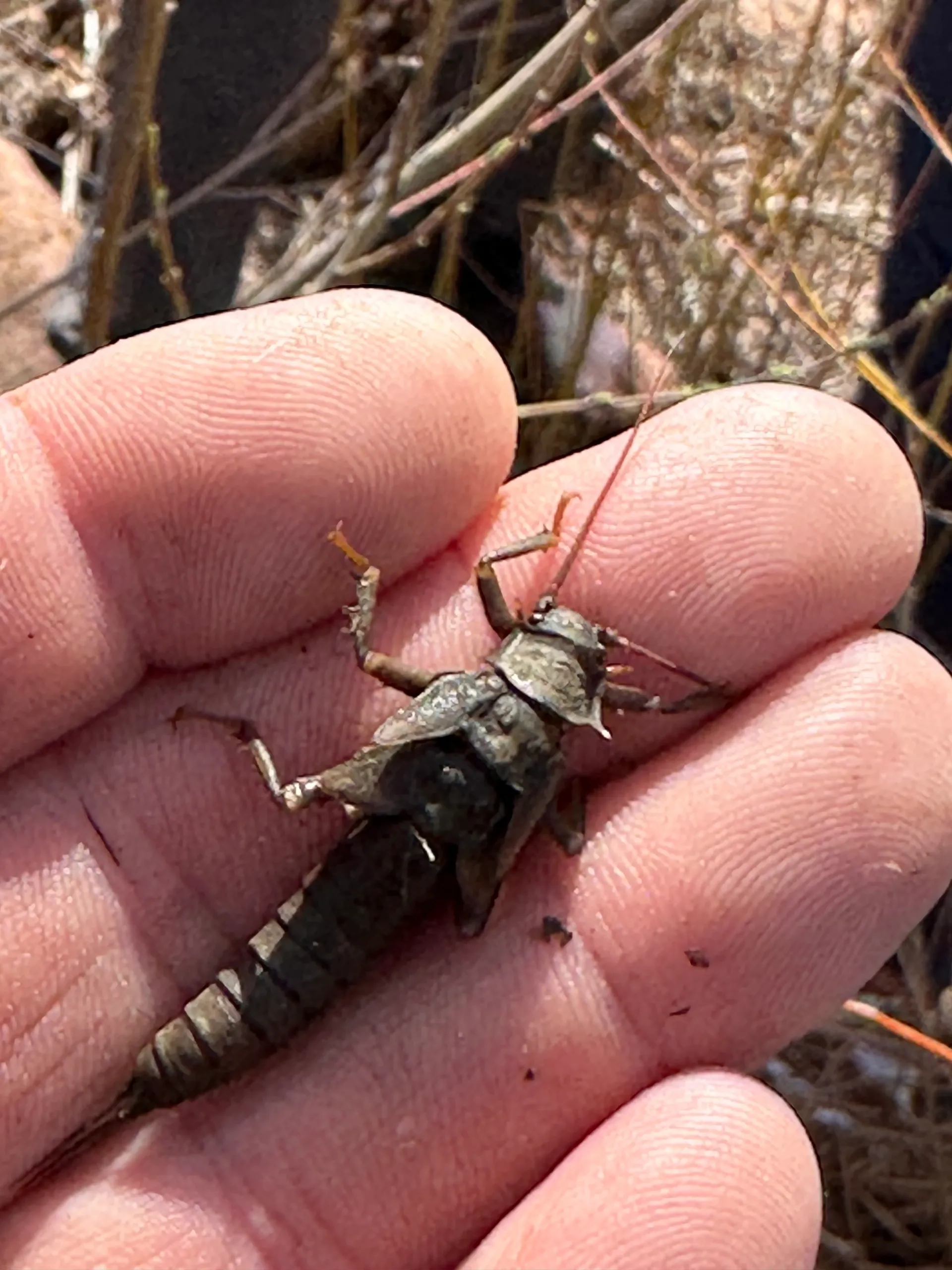 A person holding a small grasshopper in their hand.