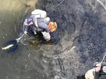 A person in the water with a net.